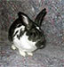 Patchy (Dutch bunny rabbit)
